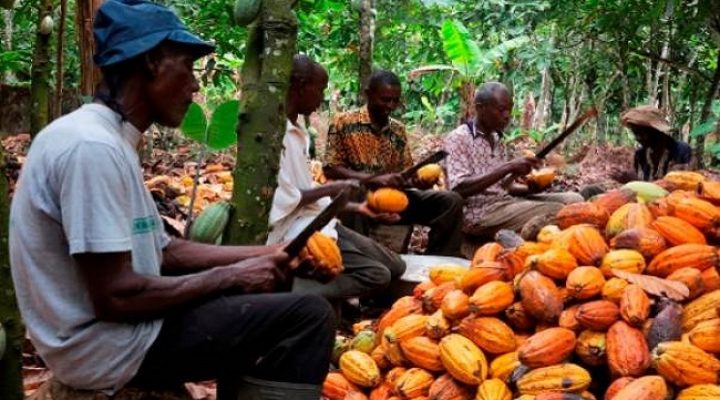 Cameroon cocoa farm gate price rises