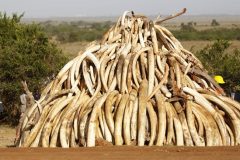 ivory-trade-1 Kenya: US investigator into illegal ivory trade killed