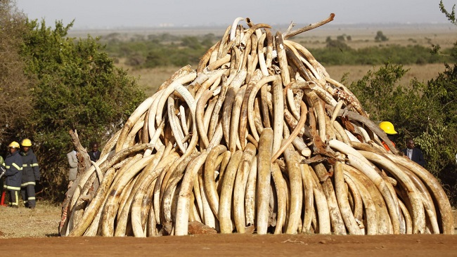 French Cameroun: Customs seize record amount of ivory tusks