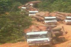 Ambazonia timber Southern Cameroons Crisis: Are we losing the message war?