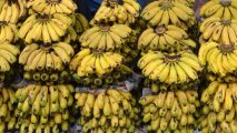 Cameroon:  Banana exports hit lowest point in May, since January 2023