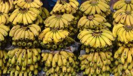 Cameroon banana exports down, mainly due to poor performance by market leader