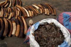 Biya regime investigates illegal ivory, Pangolin scales bound for China