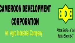 CDC posts 24.9 billion CFA turnover in 2025 despite Ambazonia disruptions