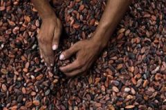 Cocoa leaders unite to embrace innovation in the face of unprecedented challenges