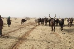 FAO says Cameroon among countries needing food aid