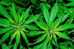 Leak reveals Hong Kong firm’s troubled multimillion-dollar cannabis plan for Cameroon