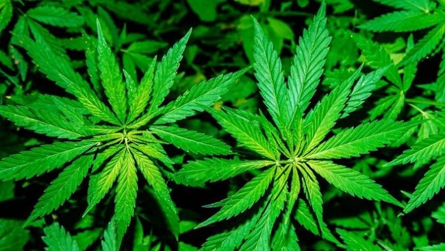Leak reveals Hong Kong firm’s troubled multimillion-dollar cannabis plan for Cameroon