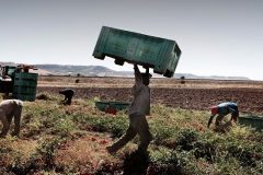 African migrant workers in Italy Migrant farmworkers in Italy working with no protection amid Covid-19 outbreak