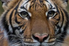 Tiger and the virus A tiger at the Bronx Zoo in New York City tests positive for coronavirus