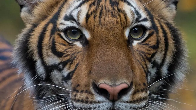 A tiger at the Bronx Zoo in New York City tests positive for coronavirus
