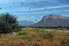 East Africa East Africa braces for another locust invasion