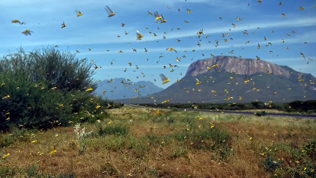 East Africa braces for another locust invasion