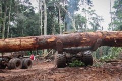 Cameroonian company illegally razing forest