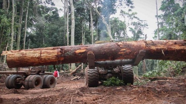 Cameroonian company illegally razing forest