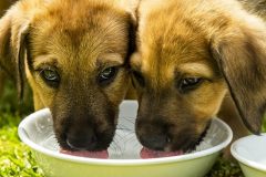 Romania: Cameroonian Man Charged With Scamming Pandemic Puppy Buyers