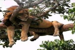 Weak lions CPDM Crime Syndicate: FECAFOOT seeks restructuring amid conflict