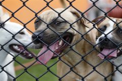Money-Puppy Cameroon student extradited from Romania in Pittsburgh-based puppy scam case