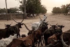Yaoundé accuses C.A.R rebels of stealing cattle