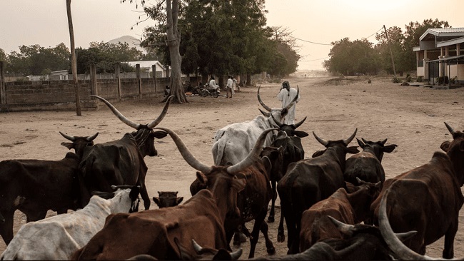 Yaoundé accuses C.A.R rebels of stealing cattle