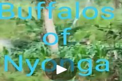 The Buffalos of Nyonga Testing Ambazonia’s red lines a risky experiment for the Cameroon gov’t soldiers