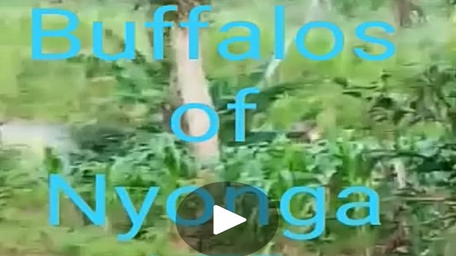 Testing Ambazonia’s red lines a risky experiment for the Cameroon gov’t soldiers