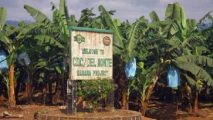 CDC banana exports hit its lowest level of 2026