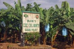 Southern Cameroons Crisis: Five CDC employees killed in Mondoni