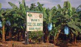 CDC banana exports hit its lowest level of 2026