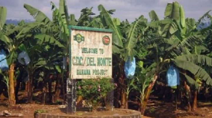 CDC banana exports hit its lowest level of 2026