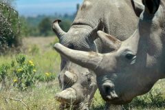 30 South African white rhino relocated to Rwanda in a Boeing 747