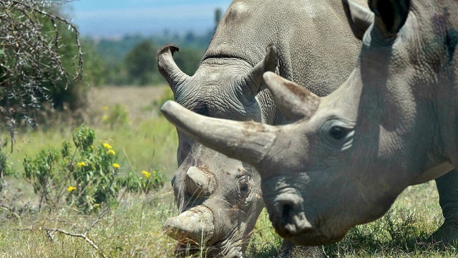 30 South African white rhino relocated to Rwanda in a Boeing 747