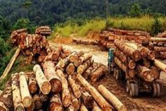 Timber French Cameroun: Biya regime arrests over 50 timber traffickers in Far North Region