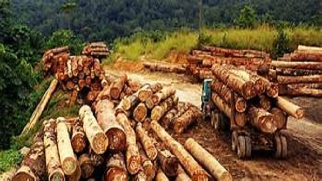 French Cameroun: Biya regime arrests over 50 timber traffickers in Far North Region