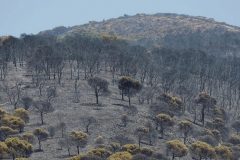 Europe heat European heatwave turns deadly as wildfires rage from Spain to Greece