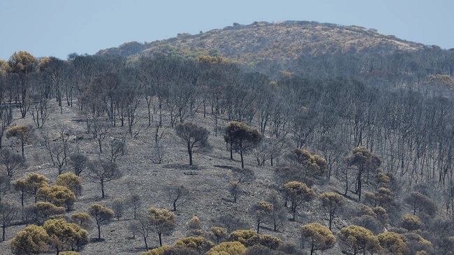 European heatwave turns deadly as wildfires rage from Spain to Greece