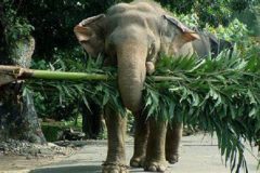 French Cameroun: Villagers Say Elephants Devastate Farmlands, Plead for Help