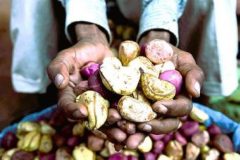 Kola Nut Cameroon ranks third in global Kola Nut production