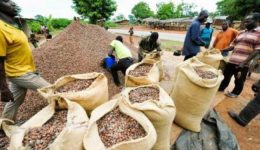 Francophone officials tighten controls to curb cocoa exports to Nigeria in the South West