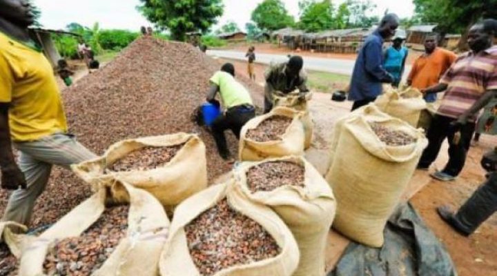 Francophone officials tighten controls to curb cocoa exports to Nigeria in the South West