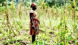 Cameroon’s customary land system exposes rural land to appropriation
