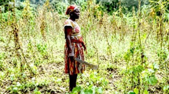 Cameroon’s customary land system exposes rural land to appropriation