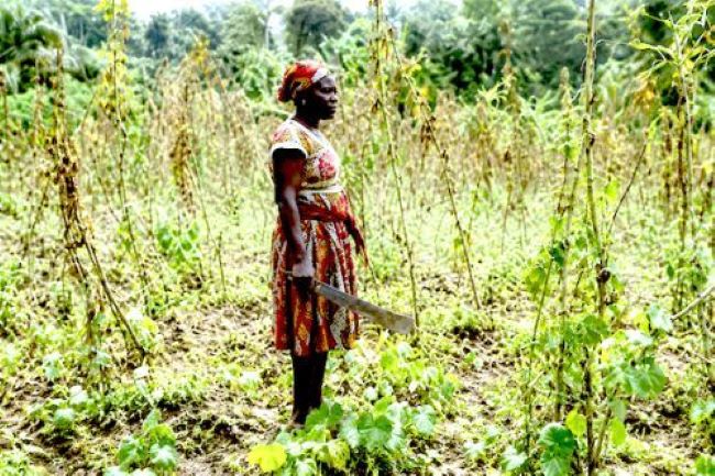 Cameroon’s customary land system exposes rural land to appropriation