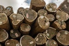CPDM Crime Syndicate: Yaoundé losing CFA 162.8bn a year to timber export mispricing