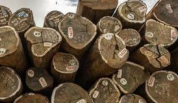 CPDM Crime Syndicate: Yaoundé losing CFA 162.8bn a year to timber export mispricing