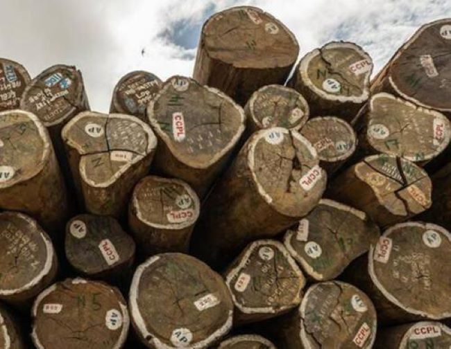 CPDM Crime Syndicate: Yaoundé losing CFA 162.8bn a year to timber export mispricing