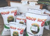 Gov’t upgrades Ndop rice facilities to support import substitution