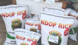 Gov’t upgrades Ndop rice facilities to support import substitution