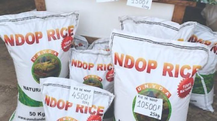 Gov’t upgrades Ndop rice facilities to support import substitution