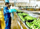 Cameroon’s banana exports jump 34% in July to 20,577 tons